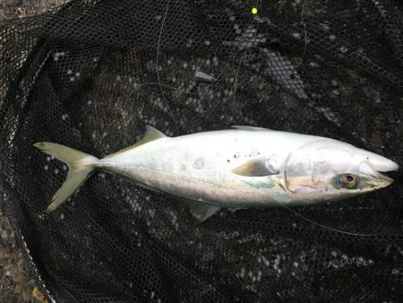 泳がせ釣りでハマチ